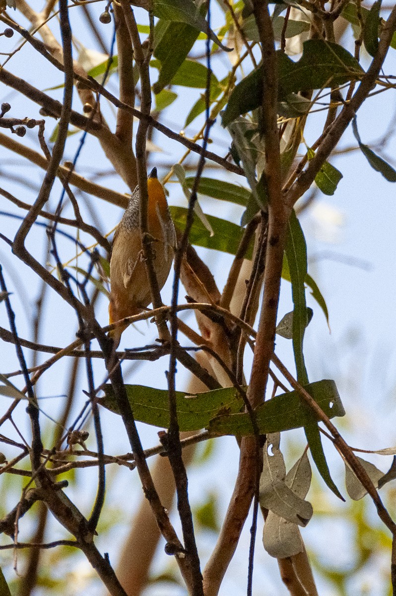 Spotted Pardalote - Megan Byrd