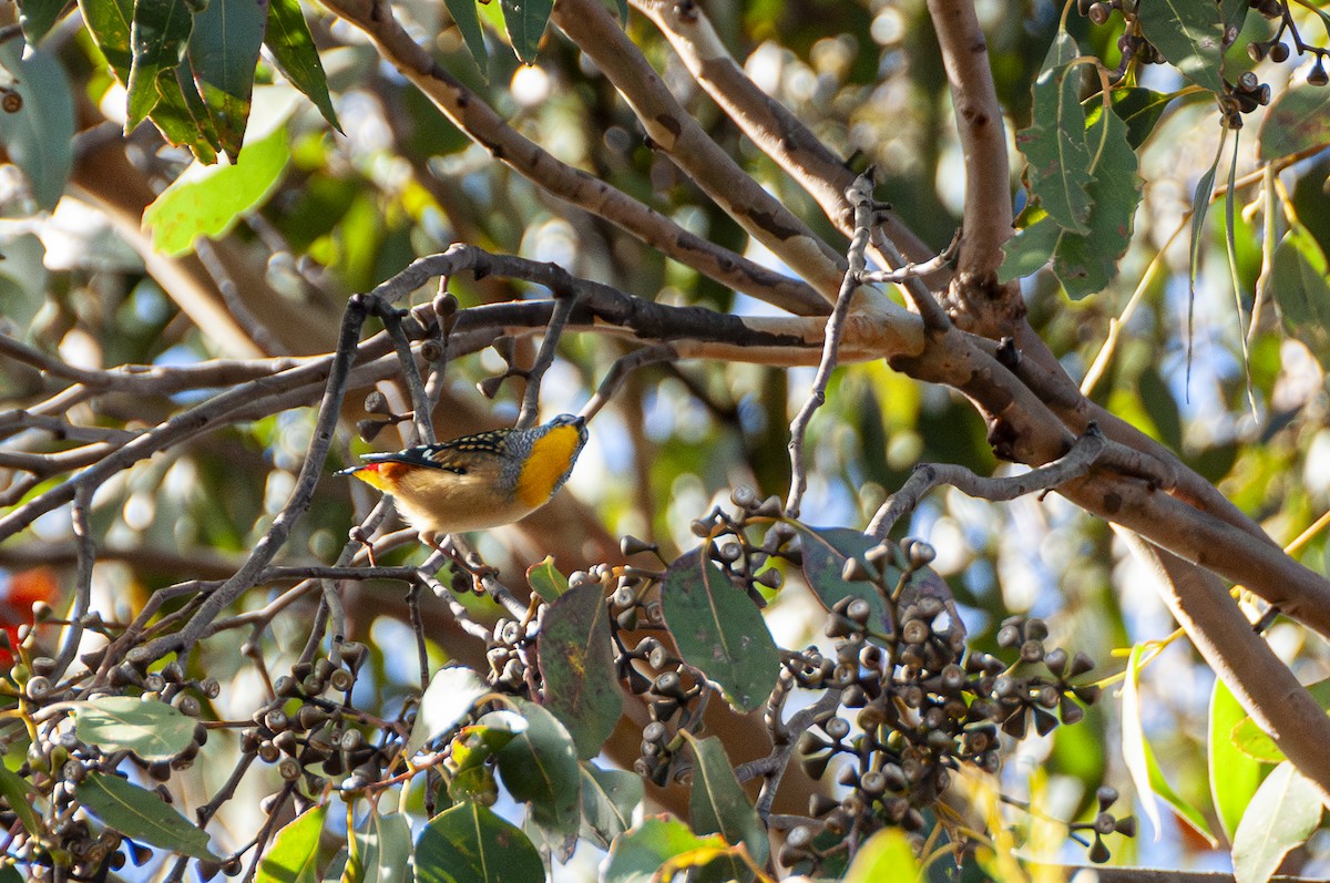 Spotted Pardalote - Megan Byrd