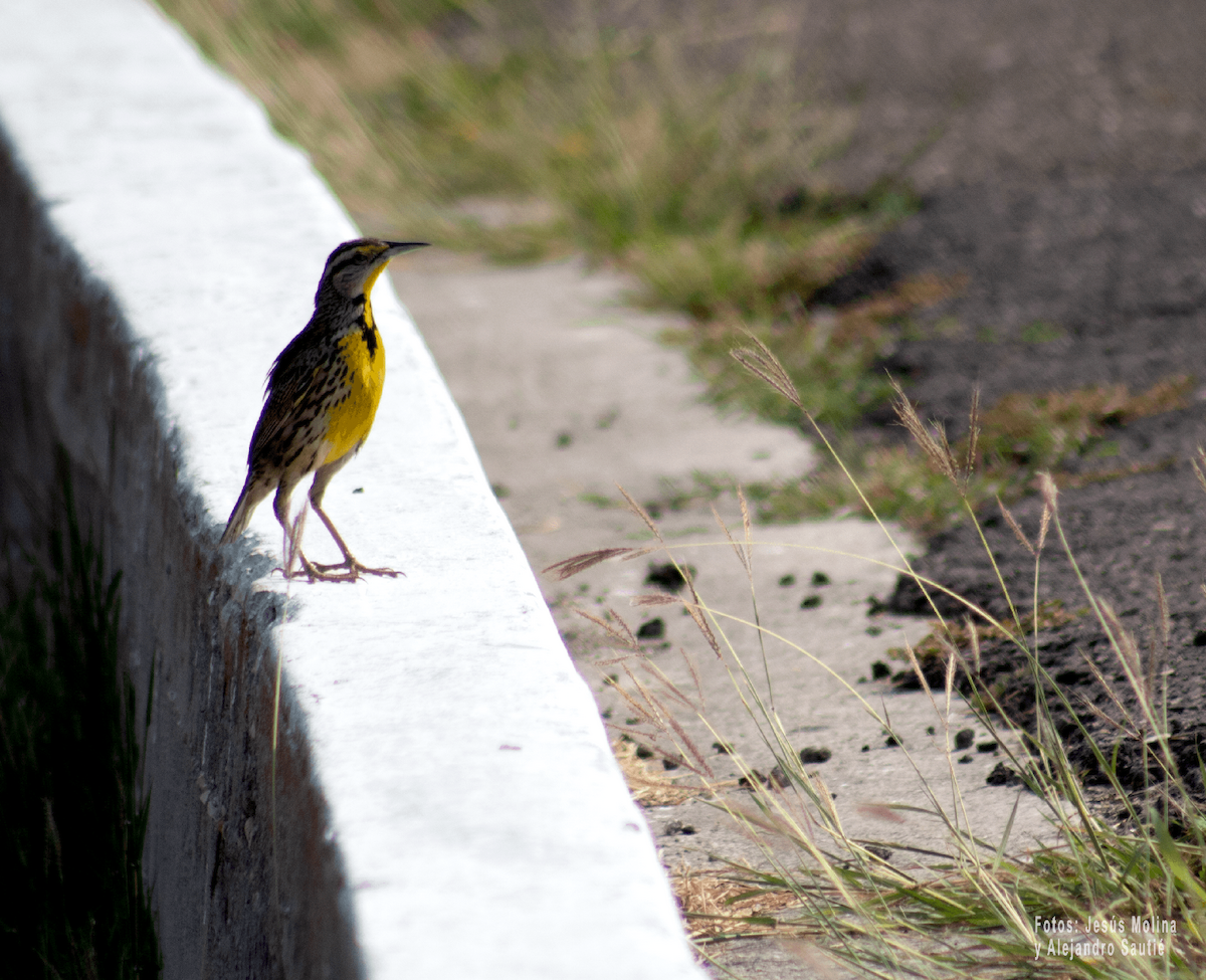 Eastern Meadowlark - Alejandro Sautié Viera