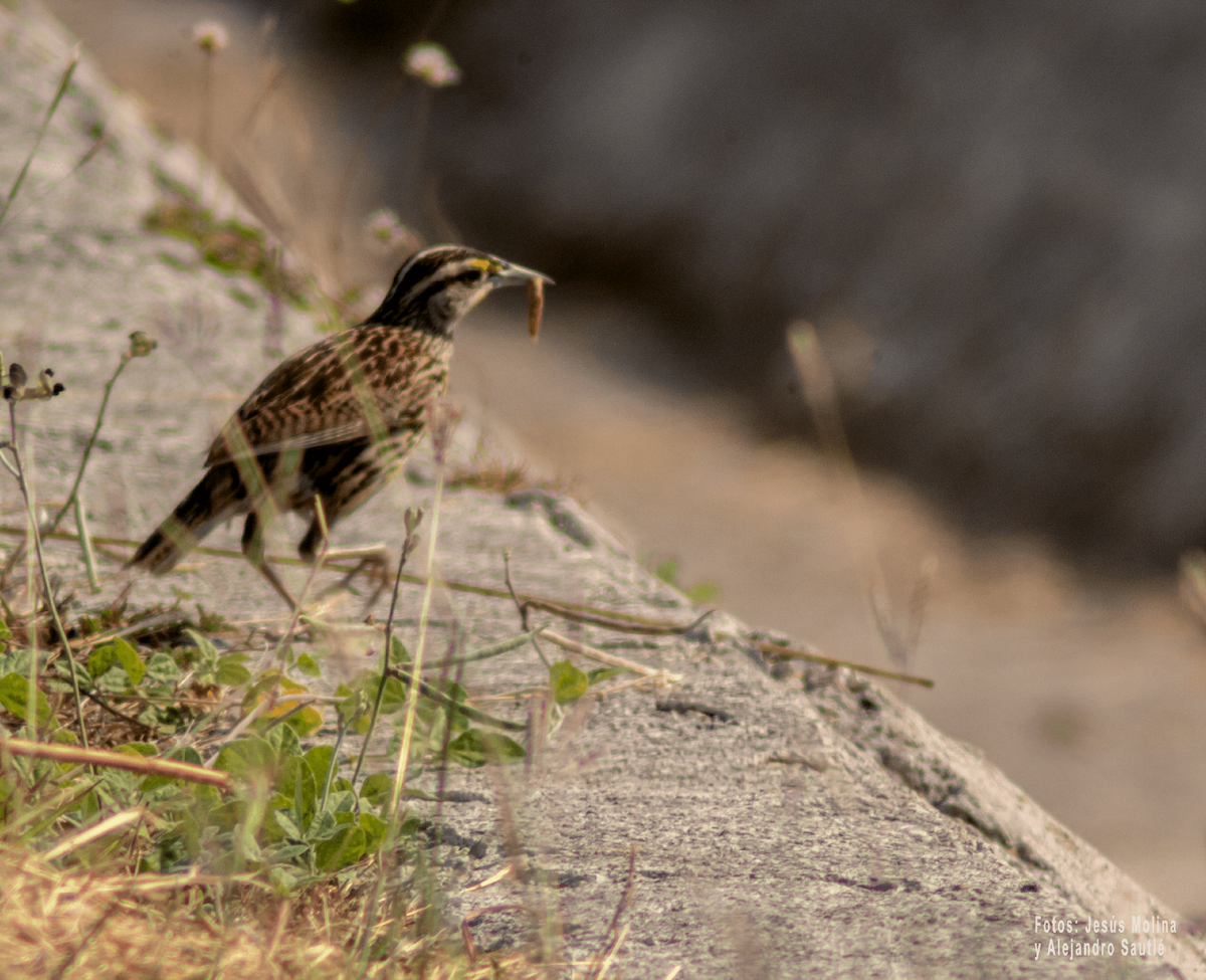 Eastern Meadowlark - Alejandro Sautié Viera