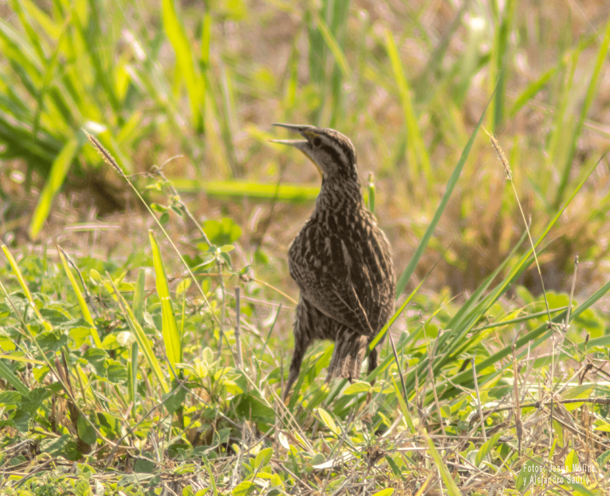 Eastern Meadowlark - Alejandro Sautié Viera