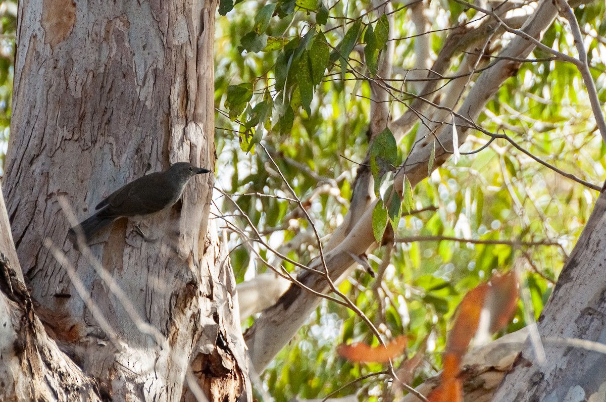 Gray Shrikethrush - Megan Byrd