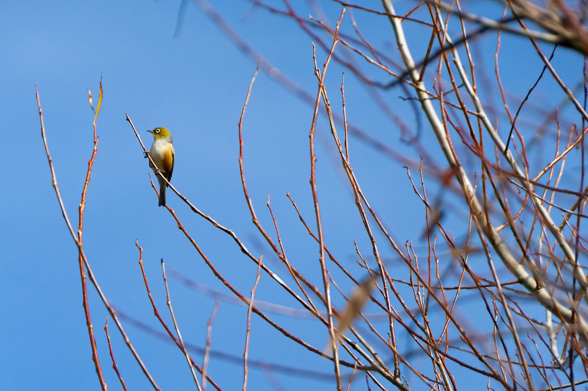 Silvereye - Megan Byrd