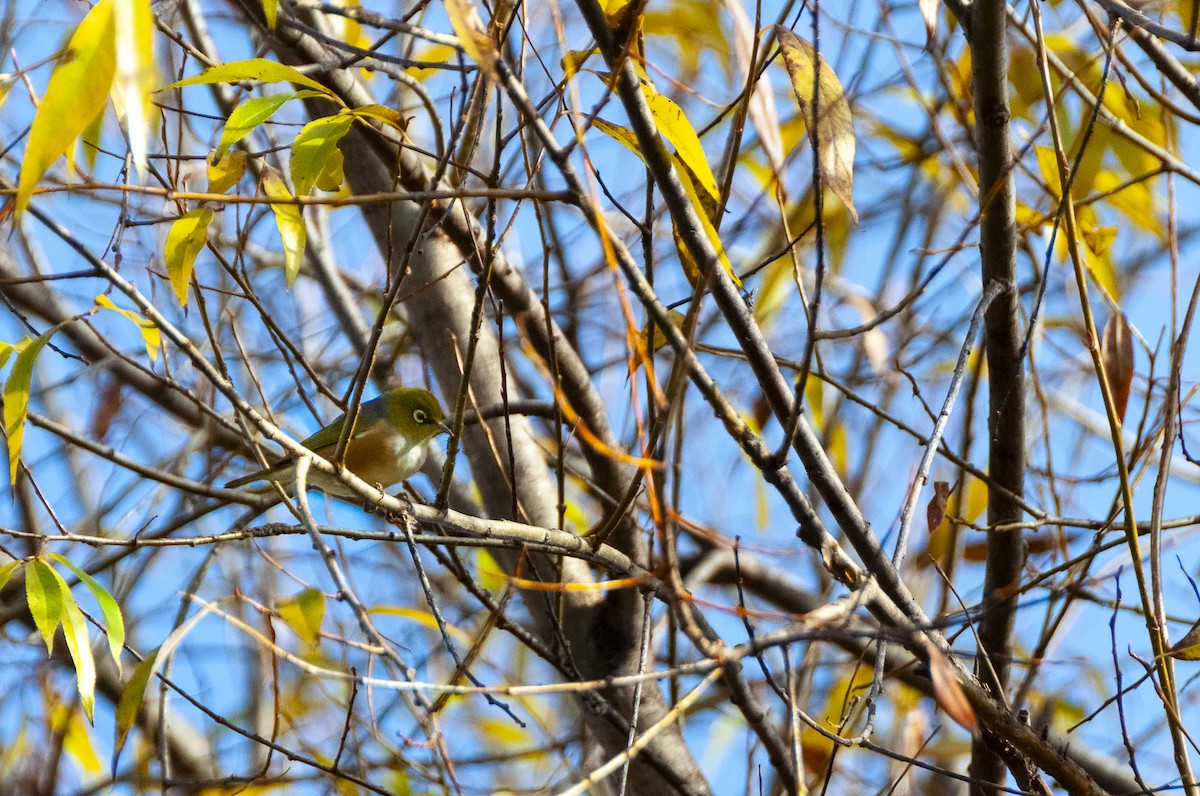 Silvereye - Megan Byrd