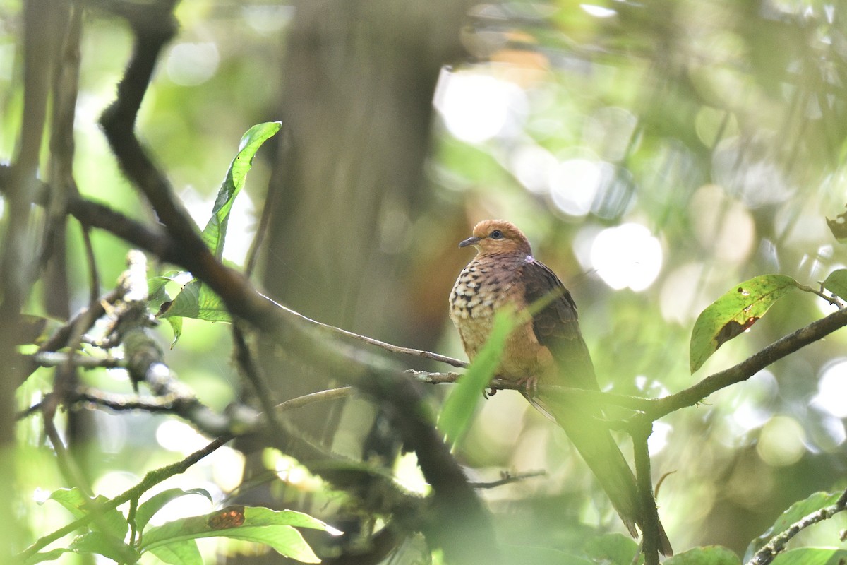 Little Cuckoo-Dove - ML618876251