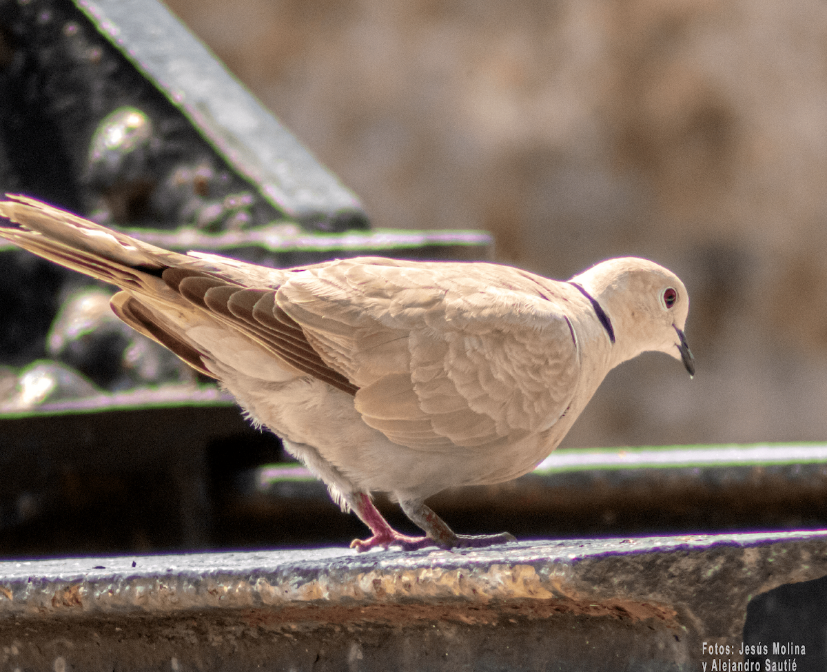 Eurasian Collared-Dove - Alejandro Sautié Viera