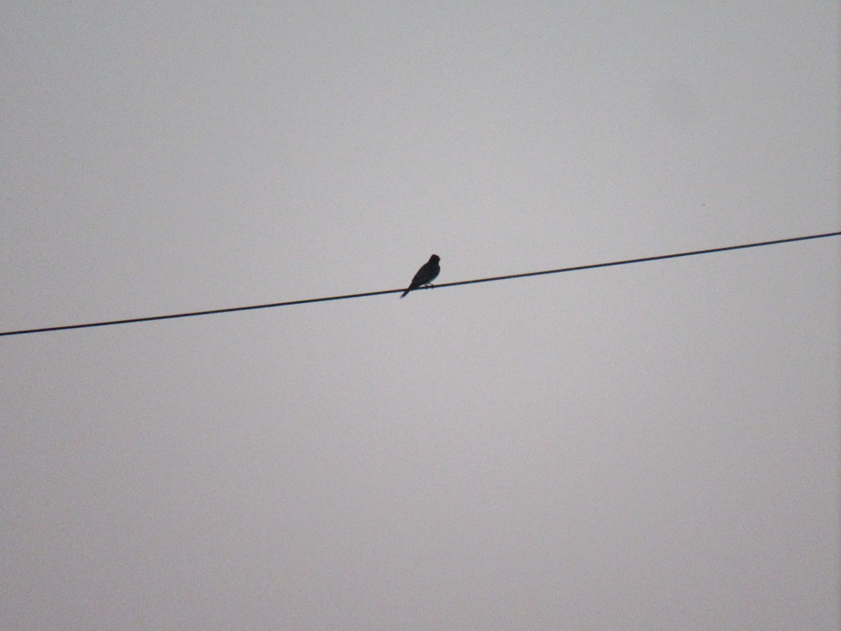 Oriole des vergers - ML618876278