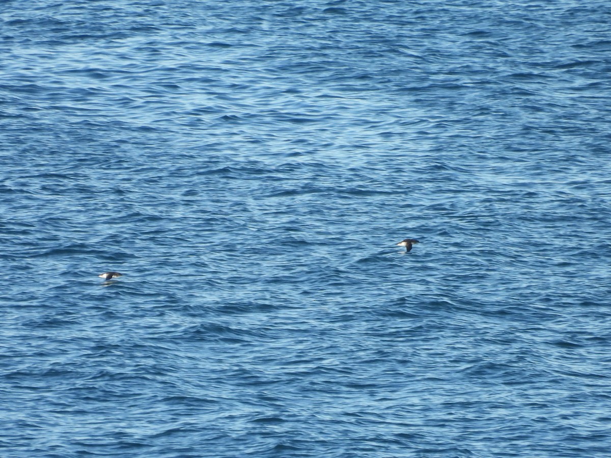 Fluttering Shearwater - L. Burkett