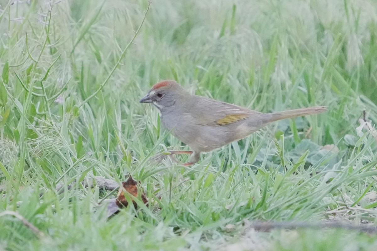 Green-tailed Towhee - Thane Dinsdale