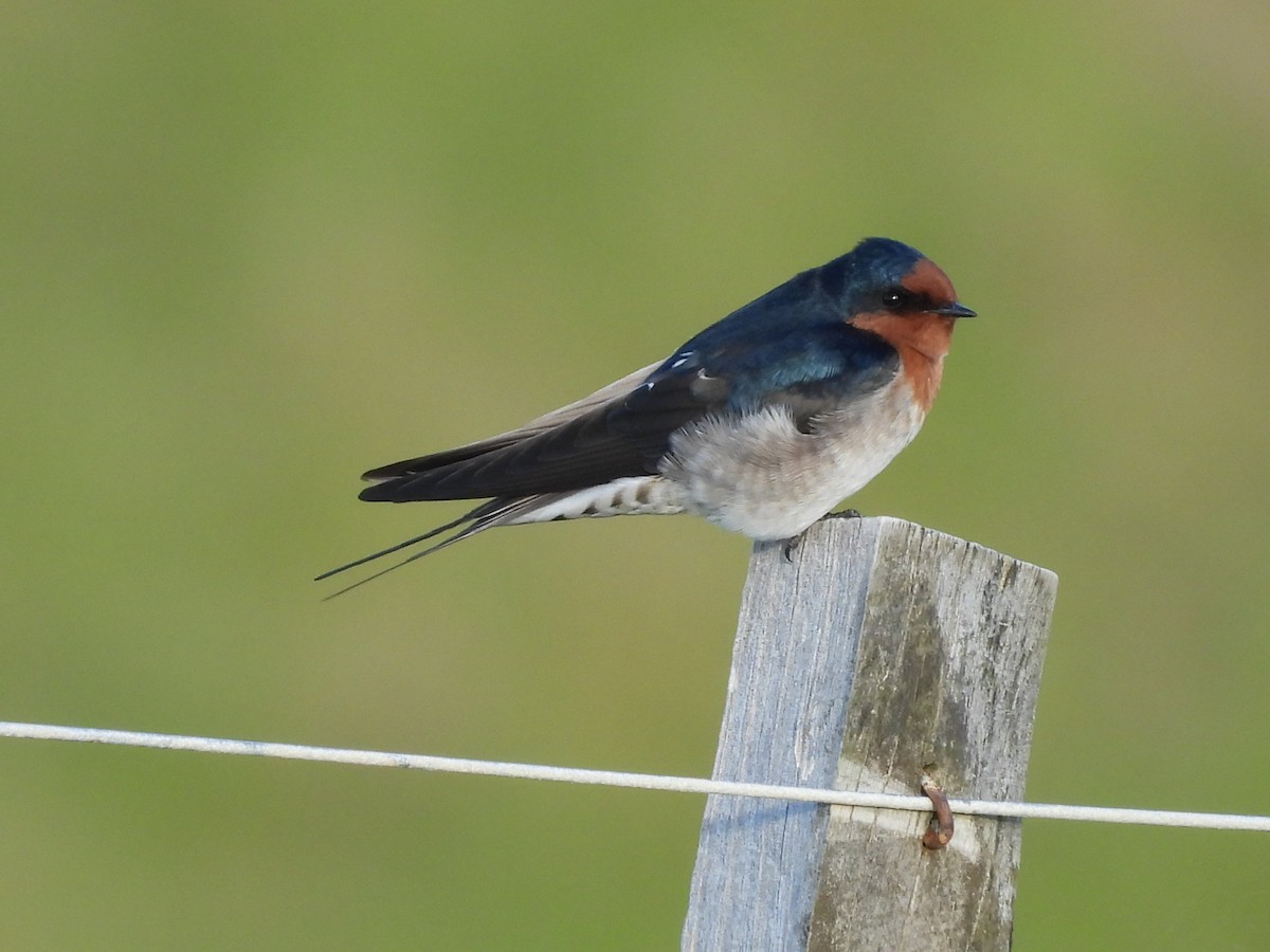 Welcome Swallow - L. Burkett