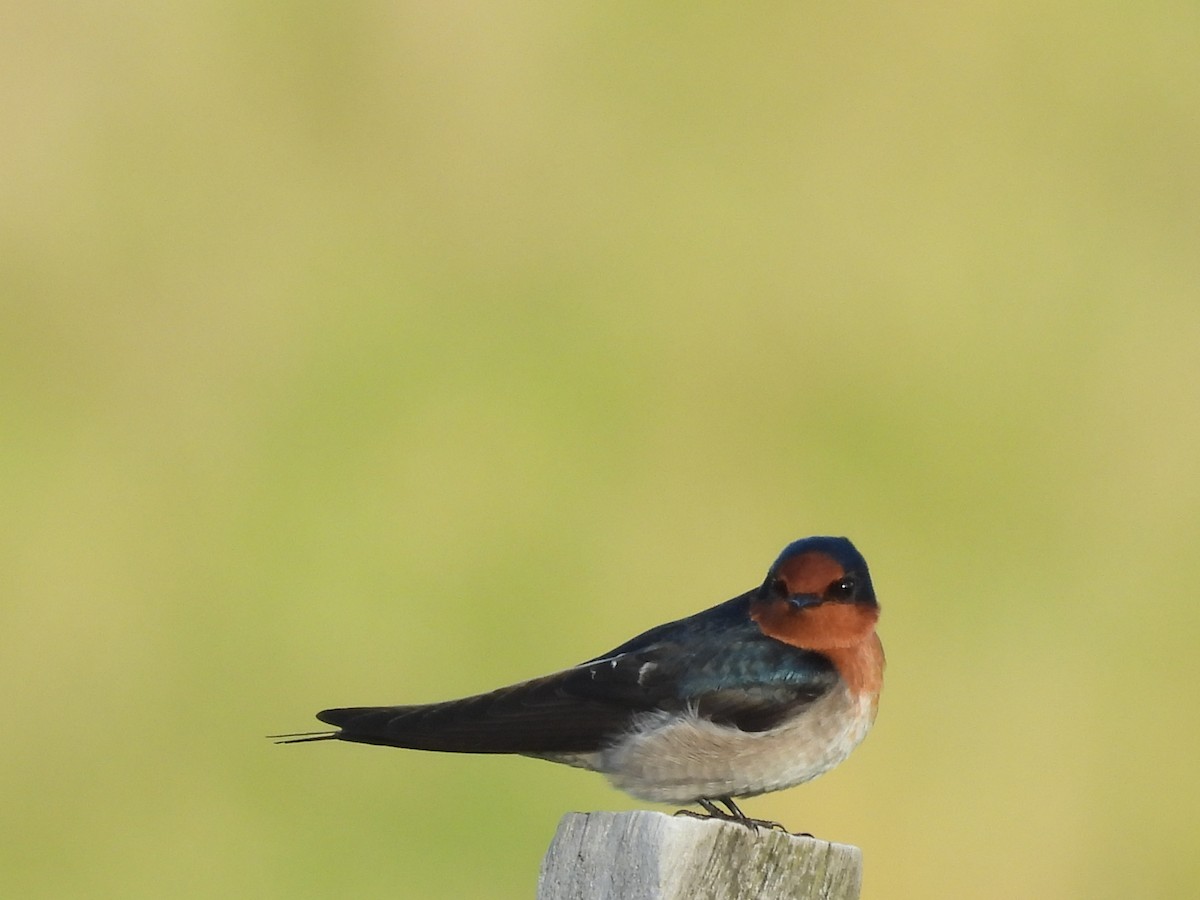 Welcome Swallow - L. Burkett