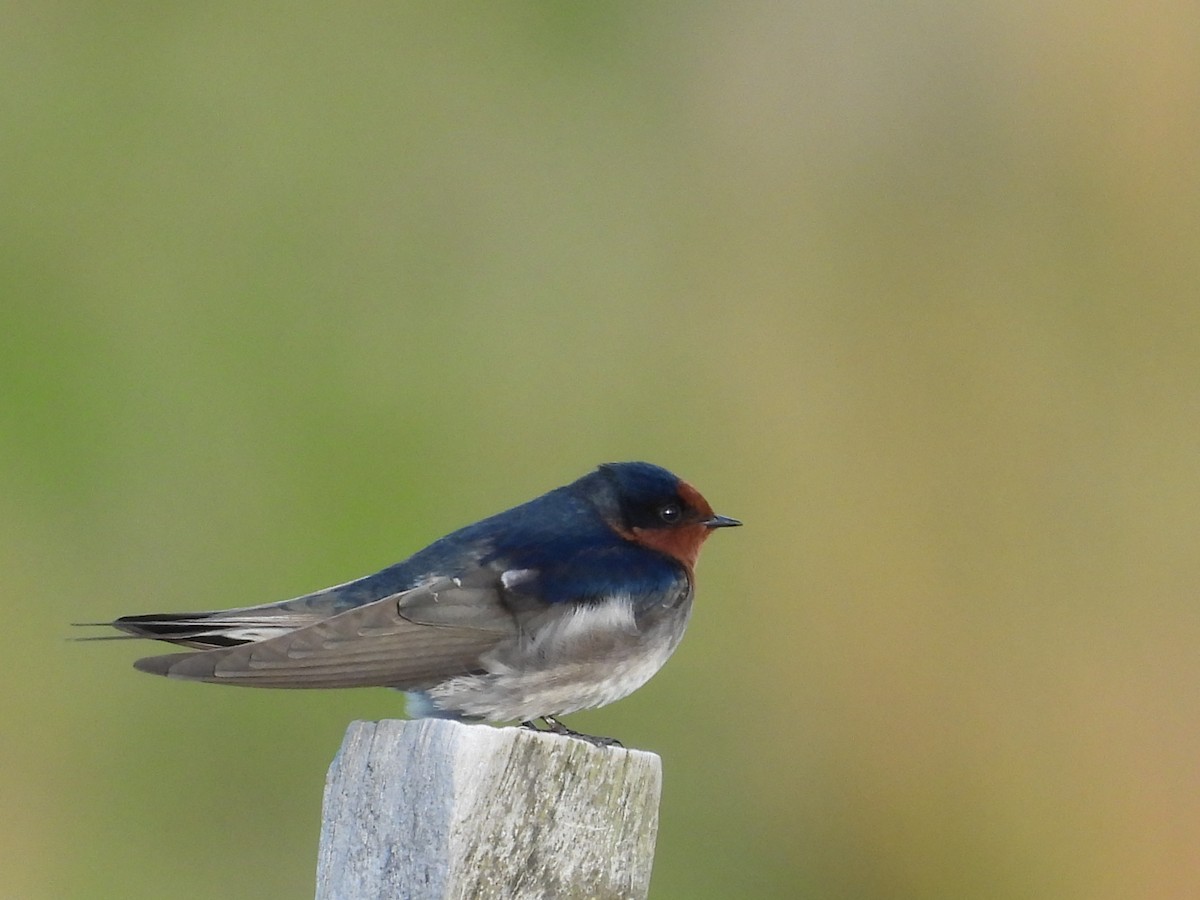 Welcome Swallow - L. Burkett