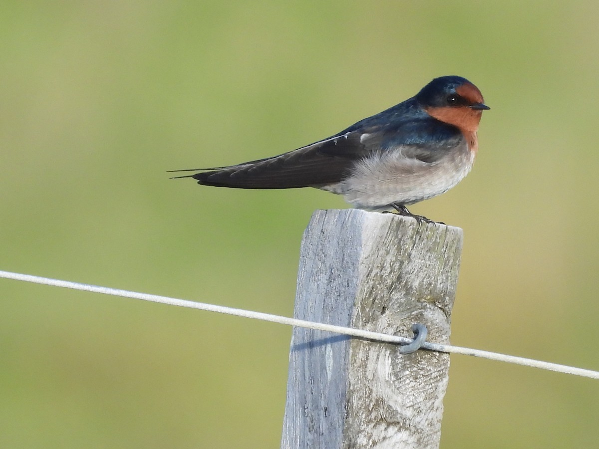 Welcome Swallow - L. Burkett