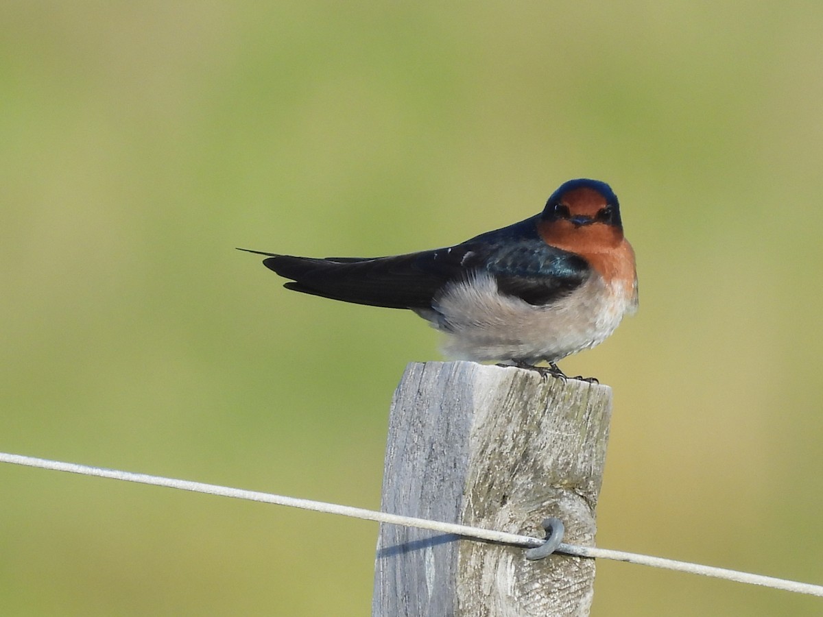 Welcome Swallow - L. Burkett