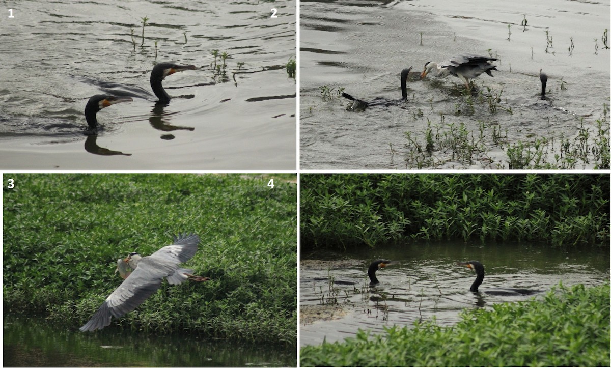 Gray Heron - ML61887631