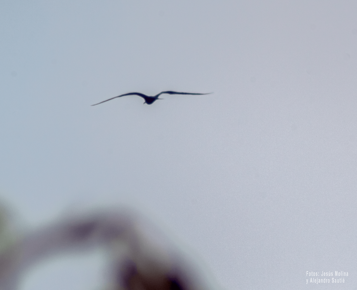 Magnificent Frigatebird - Alejandro Sautié Viera