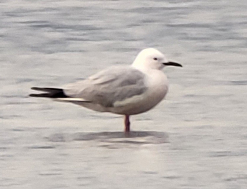 Slender-billed Gull - ML618876324