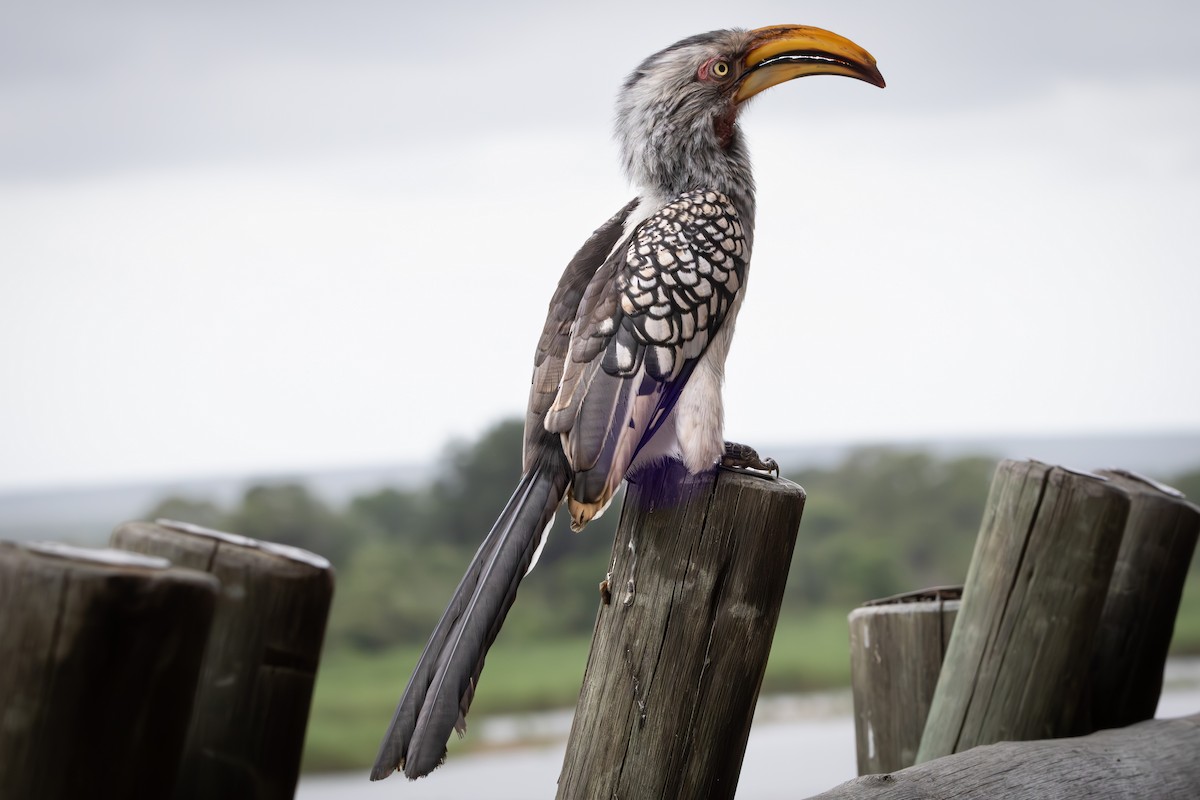 Southern Yellow-billed Hornbill - Walter Beyleveldt