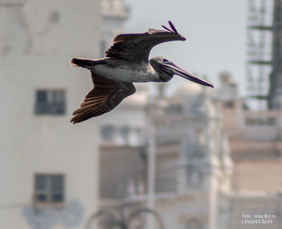 Brown Pelican - Alejandro Sautié Viera