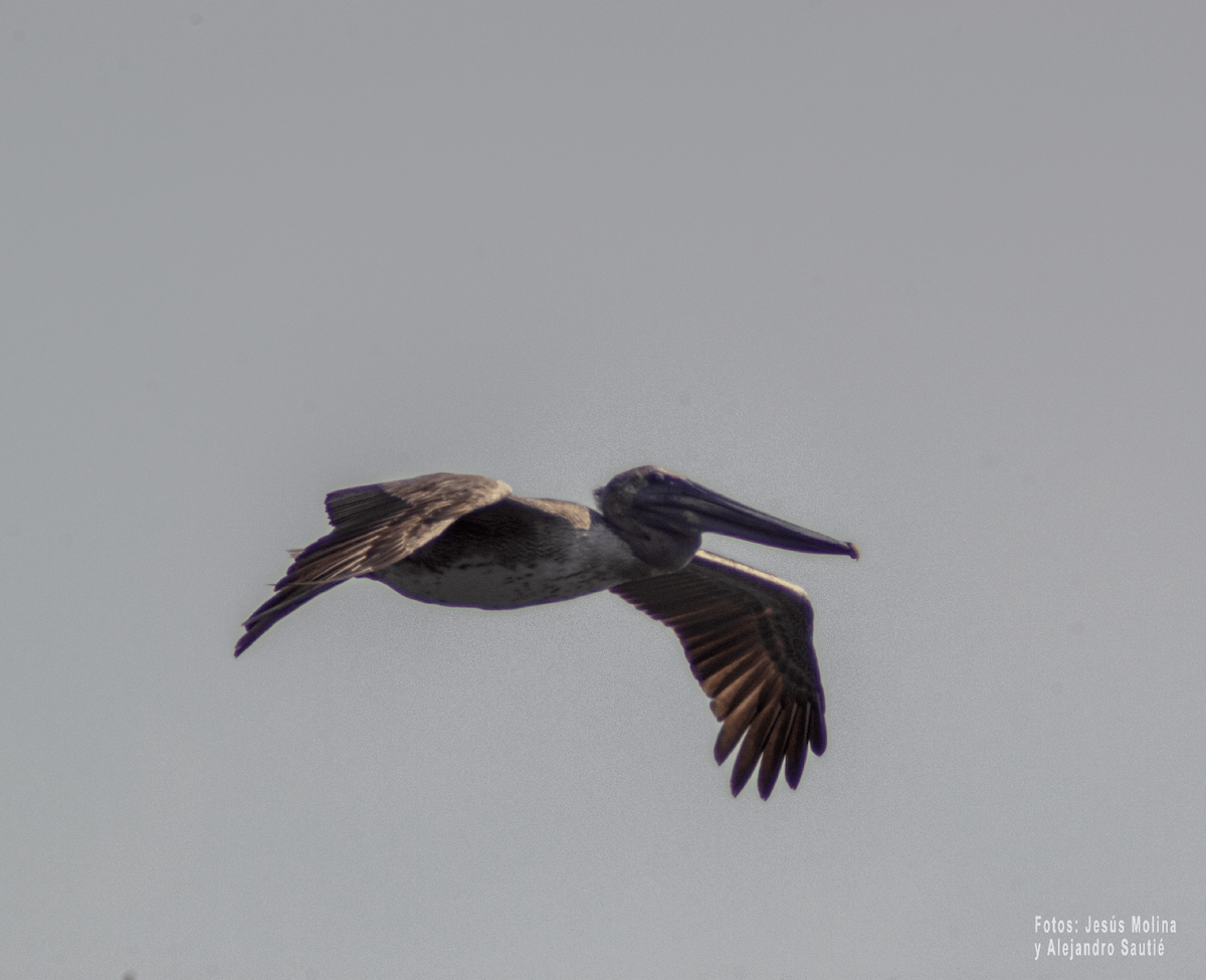 Brown Pelican - Alejandro Sautié Viera