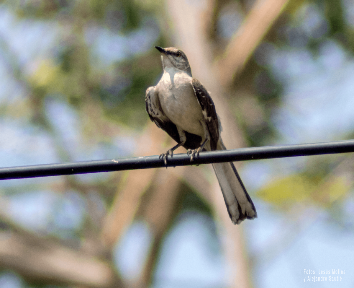 Northern Mockingbird - Alejandro Sautié Viera