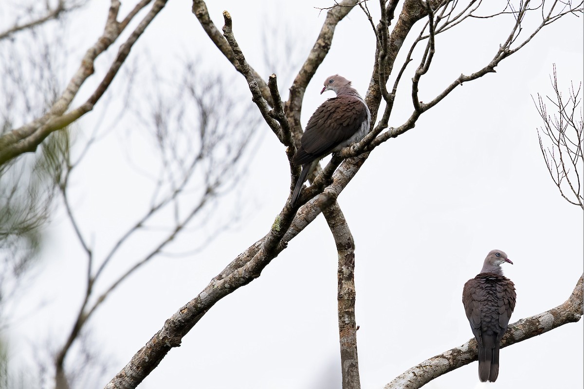 Mountain Imperial-Pigeon - ML618876345