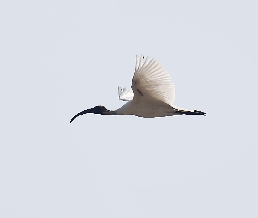 Black-headed Ibis - Mark  Hogarth