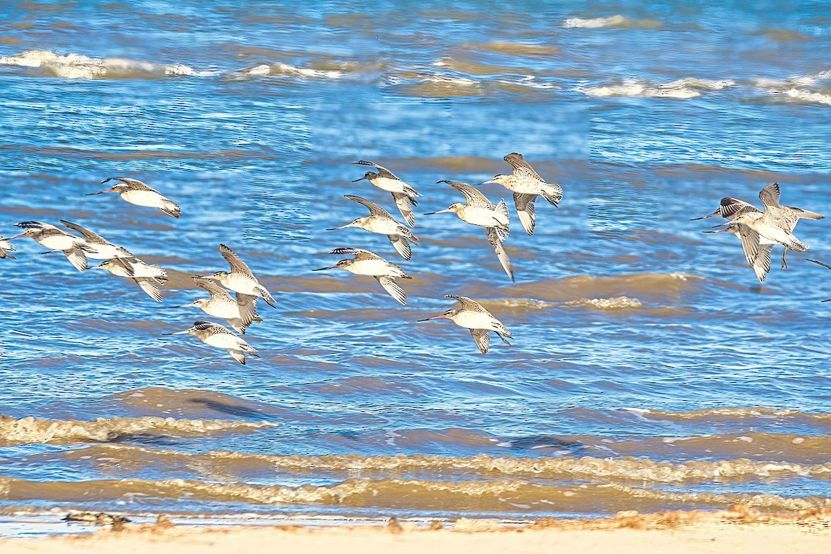 Bar-tailed Godwit (Siberian) - Alfons  Lawen