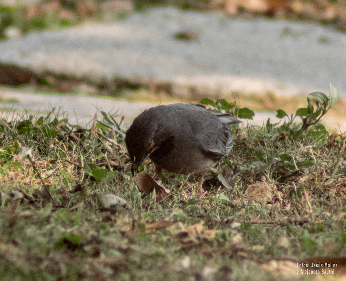 Red-legged Thrush - Alejandro Sautié Viera