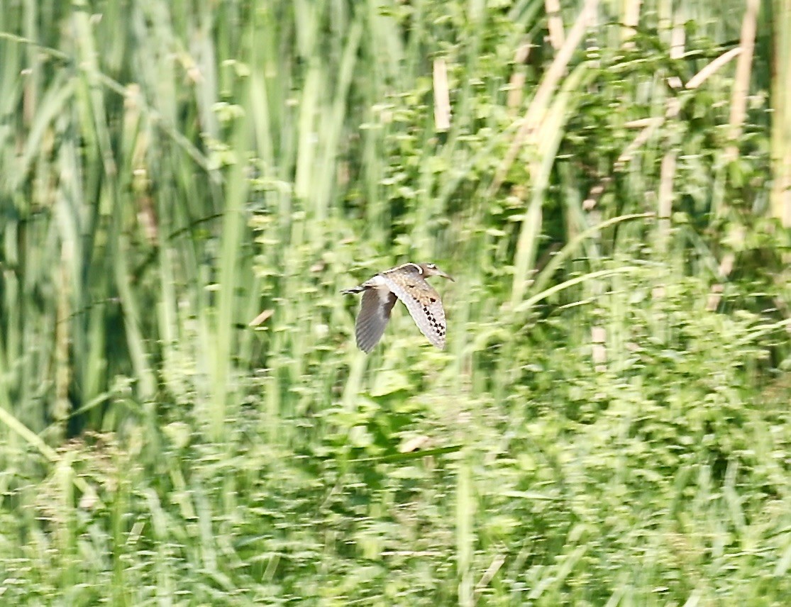 Greater Painted-Snipe - Mark  Hogarth