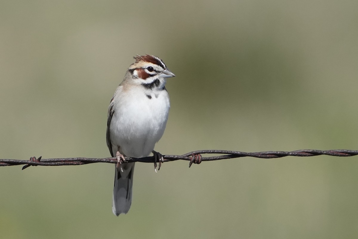 Lark Sparrow - Thane Dinsdale