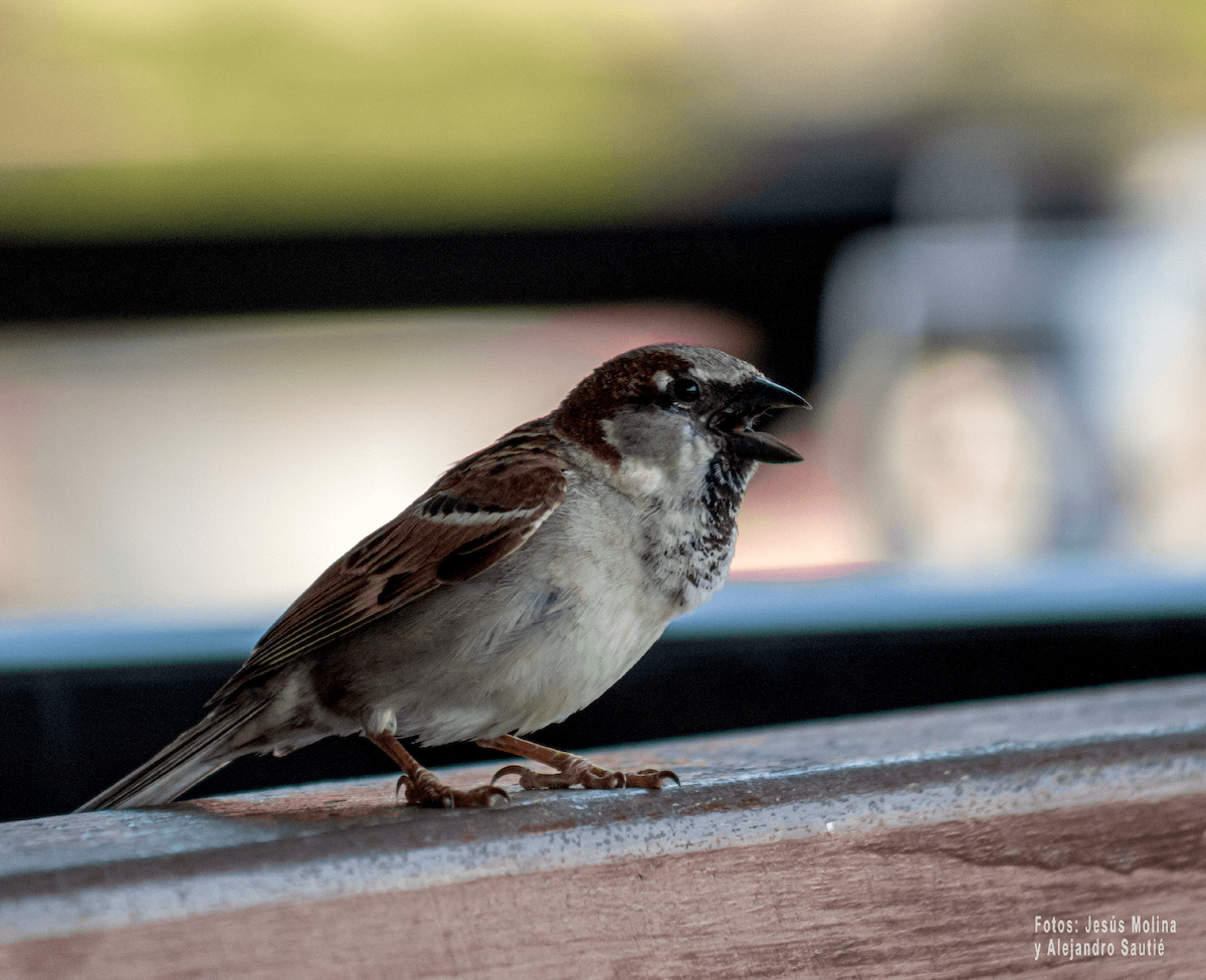 House Sparrow - Alejandro Sautié Viera