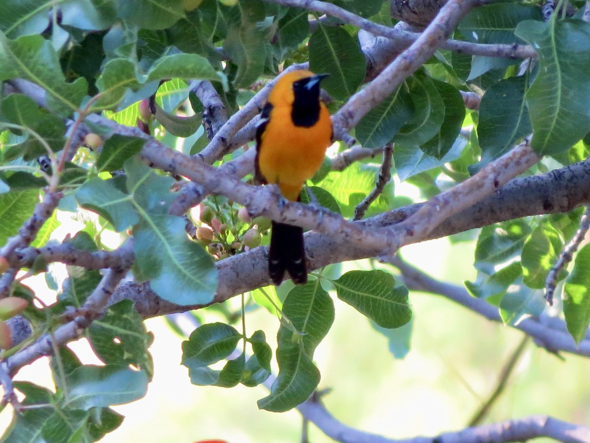 Hooded Oriole - ML618876395