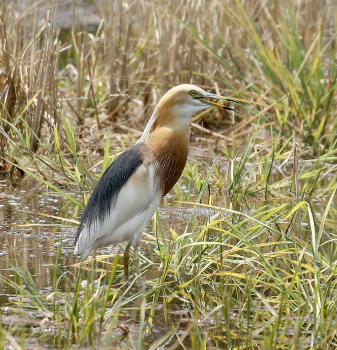 Javan Pond-Heron - Mark  Hogarth