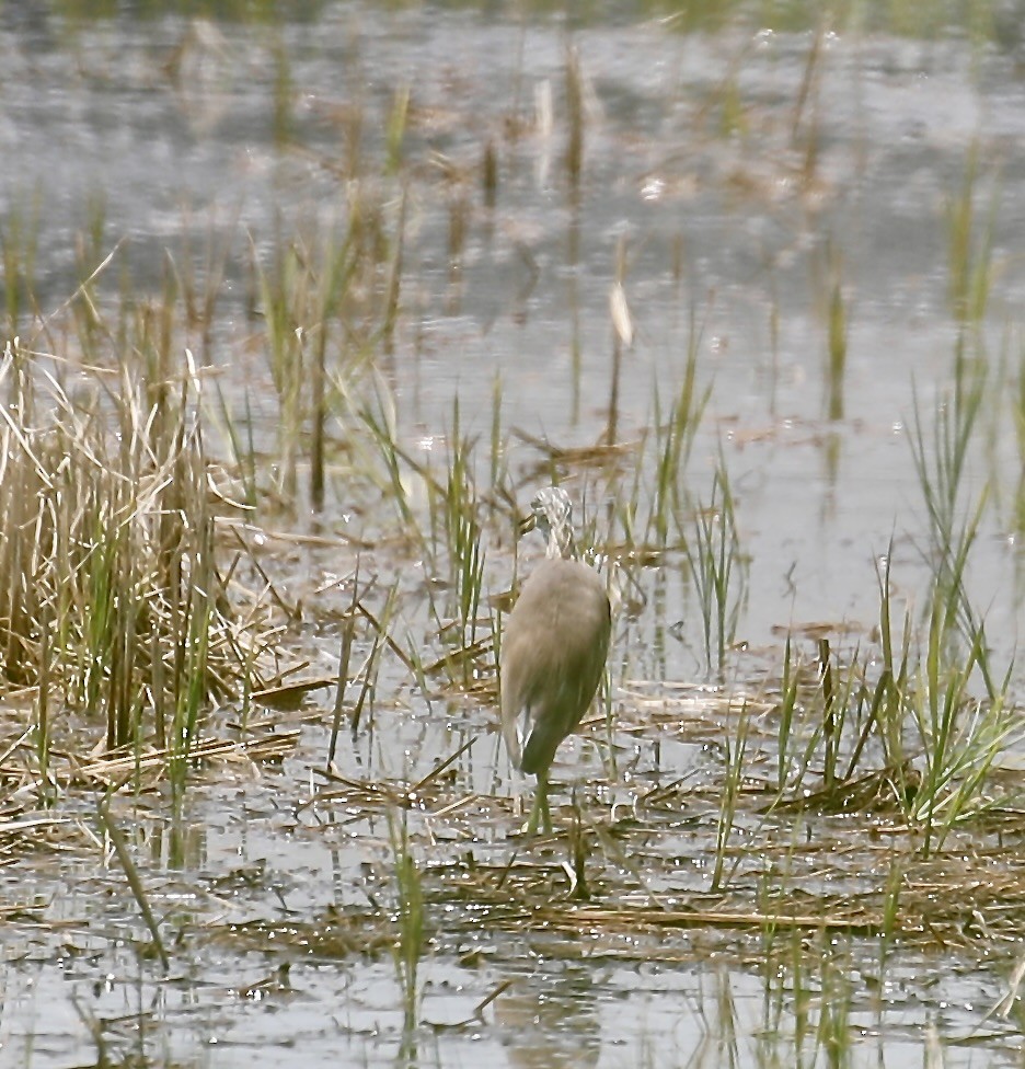 pond-heron sp. - Mark  Hogarth