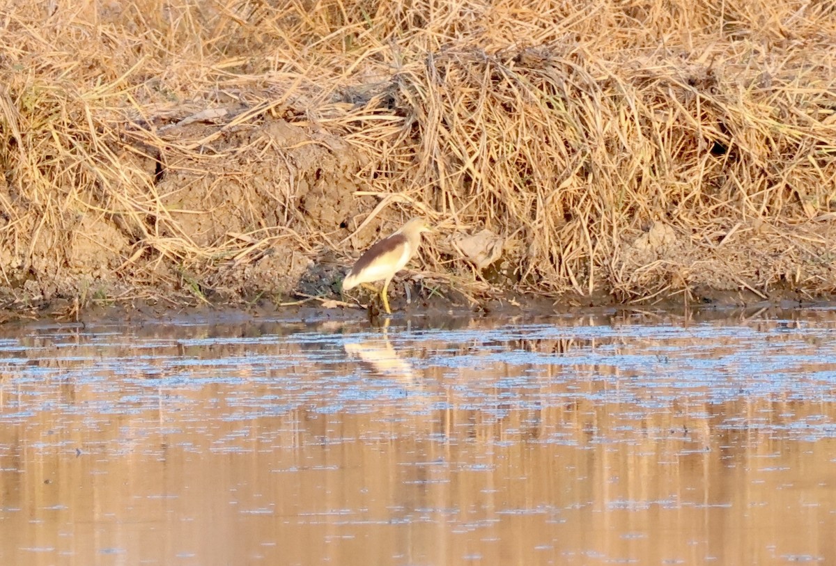 Indian Pond-Heron - phongsakhon narkthai