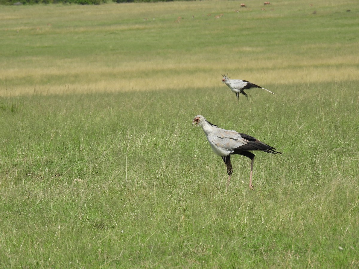 Secretarybird - Suhel Quader