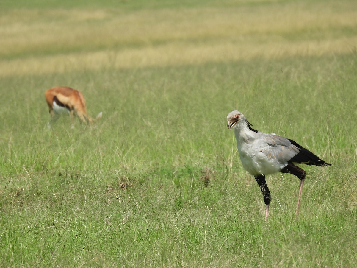 Secretarybird - Suhel Quader