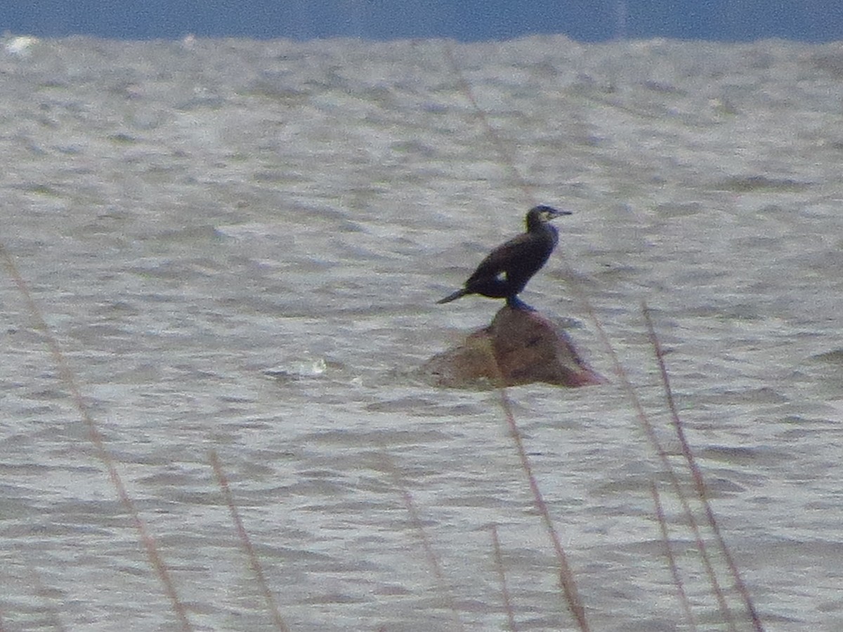 Great Cormorant - Дмитрий Павлов