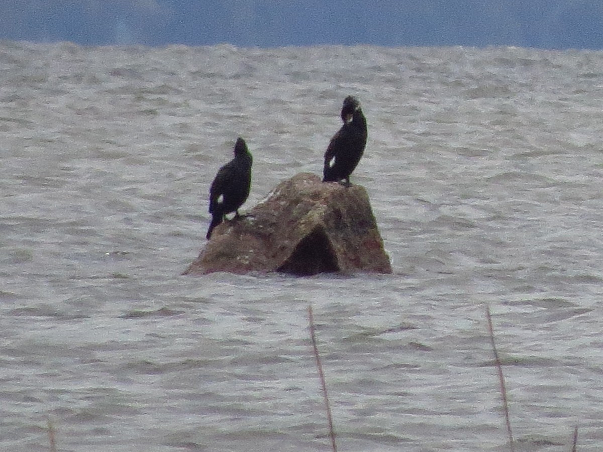 Great Cormorant - Дмитрий Павлов