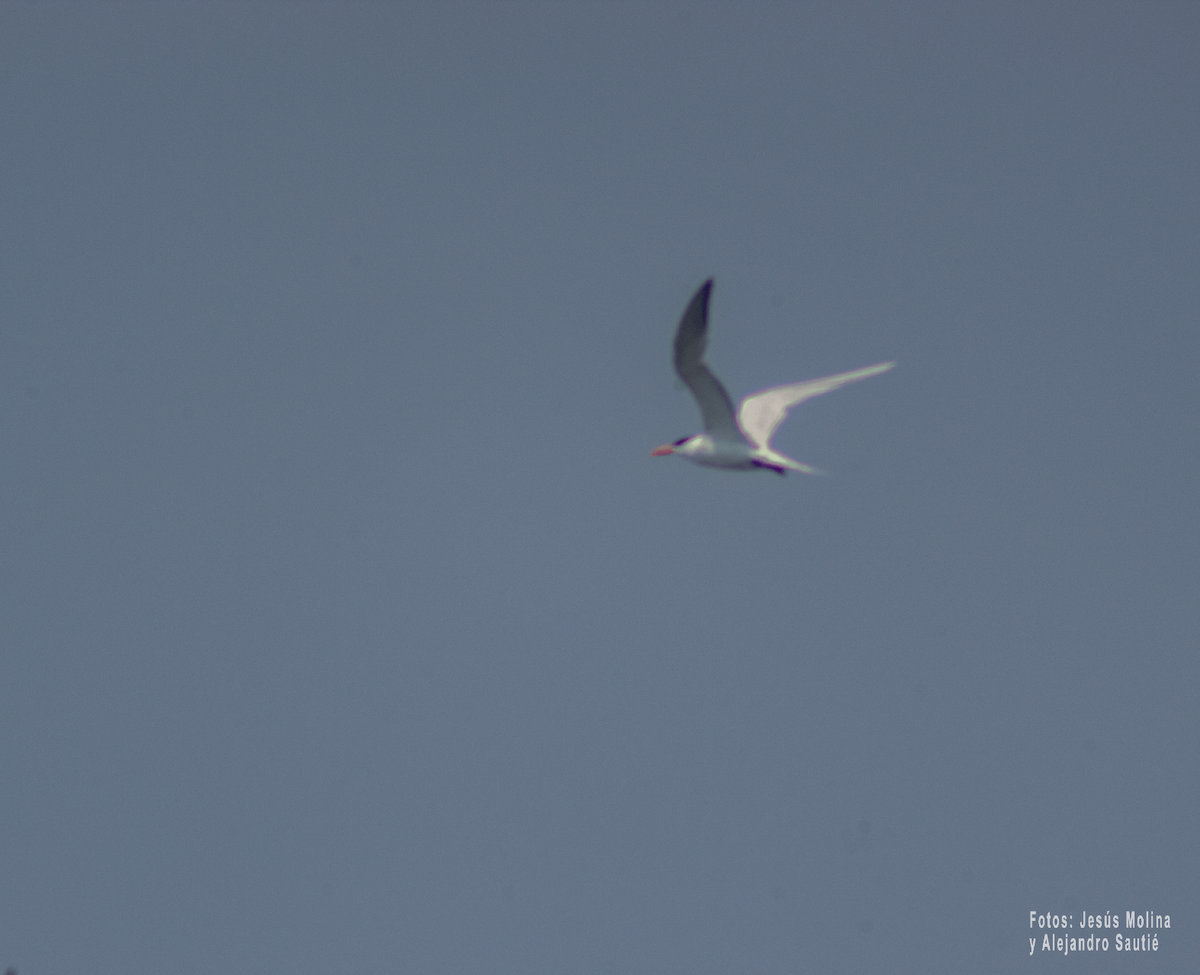 Royal Tern - Alejandro Sautié Viera