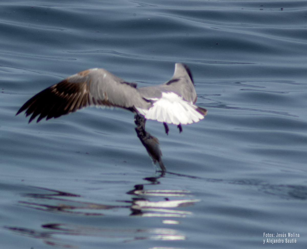 Royal Tern - Alejandro Sautié Viera