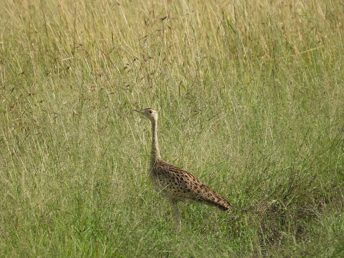 White-bellied Bustard - ML618876456