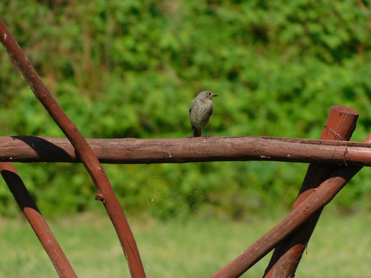 Black Redstart - Kornelija K.