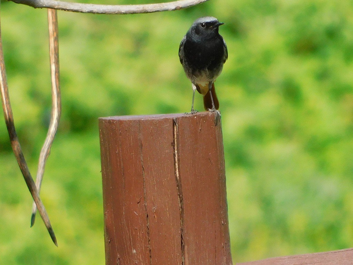 Black Redstart - Kornelija K.