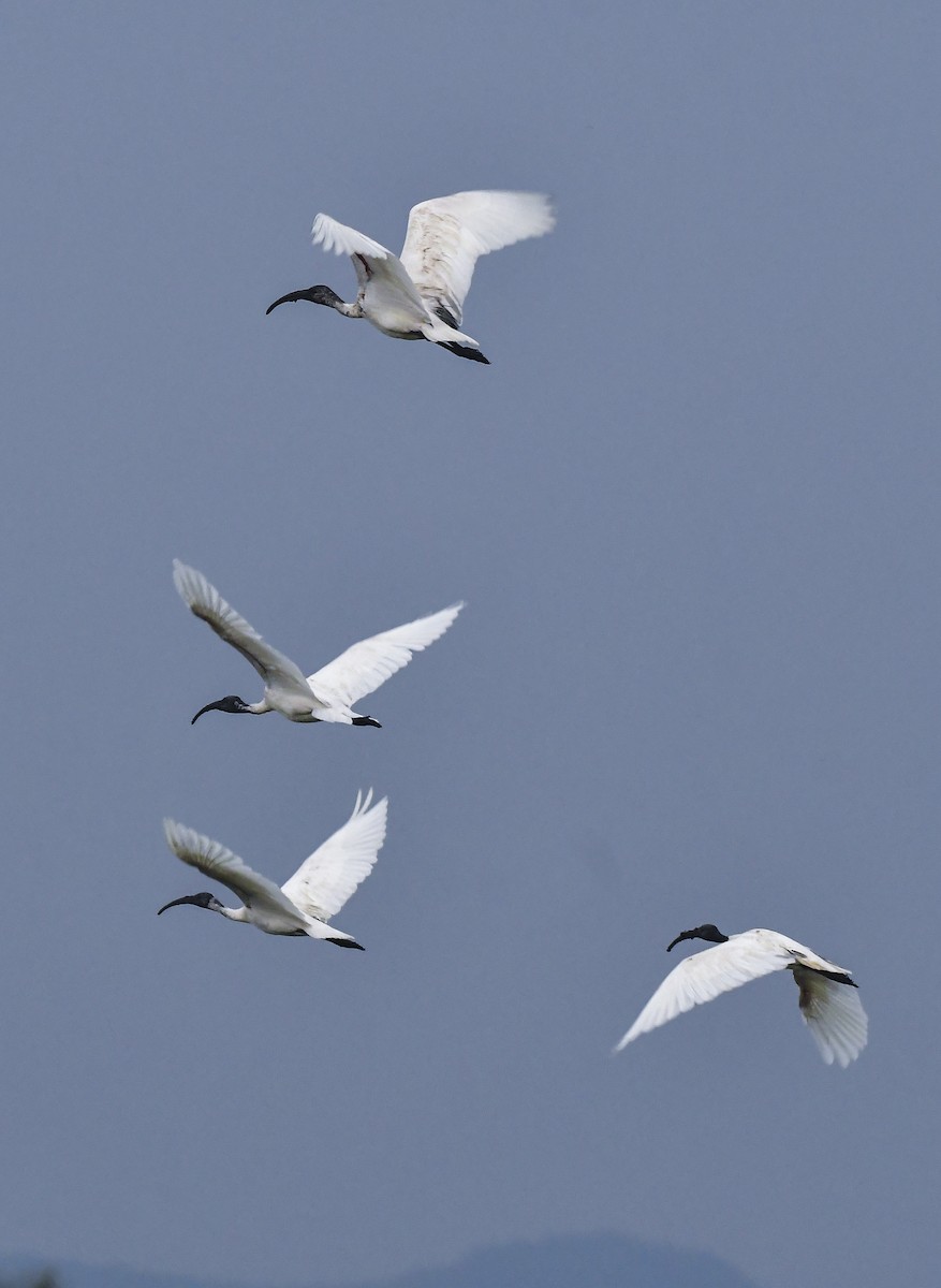 Black-headed Ibis - Sathish Ramamoorthy