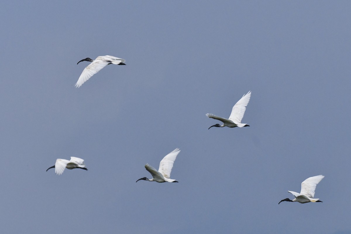 Black-headed Ibis - Sathish Ramamoorthy