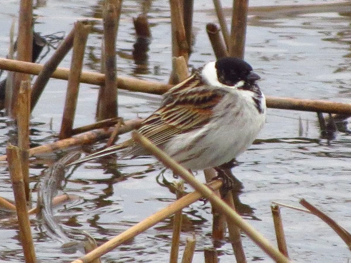 Reed Bunting - Дмитрий Павлов