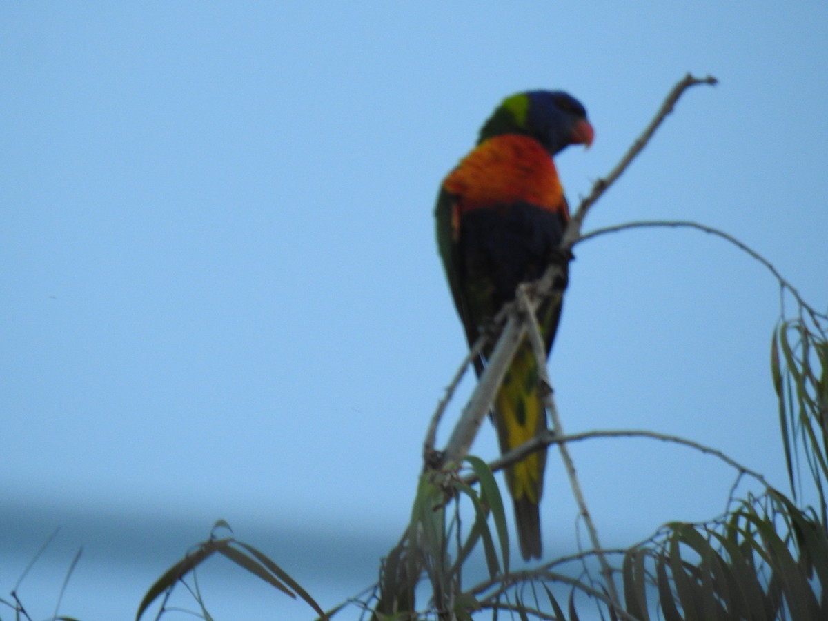 Rainbow Lorikeet - Monica Mesch