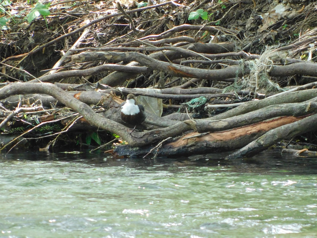 White-throated Dipper - Kornelija K.